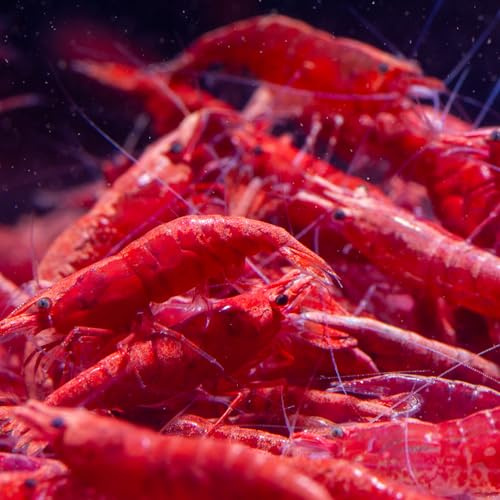AquaBreedingSkill Lot de 10 Crevettes Red Fire – Crevettes Vivantes pour Aquarium – Crevettes Naines Neocaridina, Habitants Pacifiques pour Aquariums