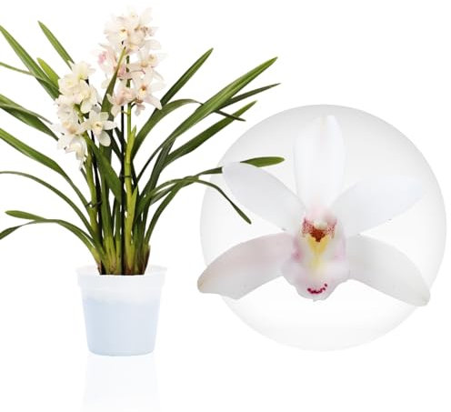Weiße Cymbidium Orchideen, 1 große Zimmerpflanzen aus Holland, 60-70 cm hoch, 14 cm Topf, mit Blüten und duftend (keine künstliche Orchidee, ohne Dünger und Topf, kein Samen und nicht winterhart)