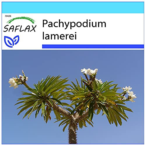 SAFLAX - Confezione regalo - Palma del Madagascar - 10 semi - Pachypodium lamerei