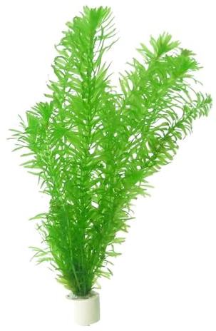 Pianta acquatica ossigenante Potamogeton Egeria Densa per laghetti, 10 unità, ideale anche come pianta per acquarii
