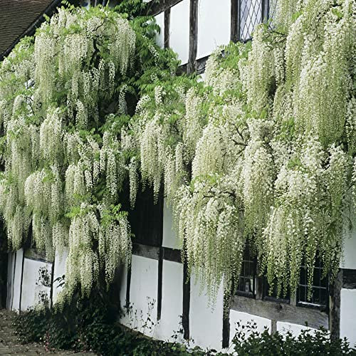 30 Weiß Wisteriensamen Seeds Glyzinien Samen Blauregen Pflanze Baumsamen Winterhart Wisteria Bonsai Samen Wisteria Weinblume Mammutbaum Garten Pflanzen