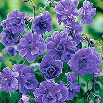 20 Stück seltene Geranie Summer Skies Pelargonie mehrjährige Blume winterharte Pflanze Topfpflanze: 3