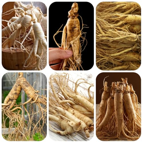 semillas de ginseng, panax ginseng aromáticas, invierno, de balcón de perennes, frescas raras, 200pcs
