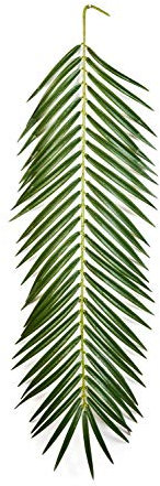 artplants.de Ramo di Palma Phoenix Artificiale, 90cm - Pianta Tropicale/Palma Decorativa