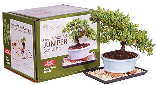 Brussel's Bonsai - Live Green Mound Juniper Bonsai Tree Kit, Outdoor Bonsai Tree Live Plant in Decorative Container, 3 Years Old, 6-8 Inches Tall, Easy Care Bonsai Starter Kit for Patio Garden (Small)