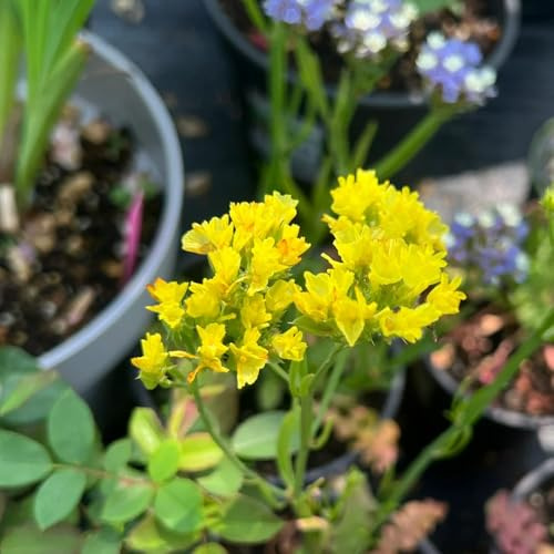 semi di lavanda di mare biologici - esterno giardino 150pcs