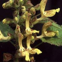 Potseed - Semi di Salvia Glutinosa