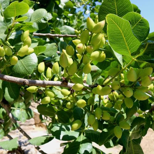 30 pcs pistazienbaum winterhart samen - pistacia vera - stauden winterhart mehrjährig, pistazien samen pistazienbaum winterhart Nuts Nuss, balkonpflanzen winterhart mehrjährig pflanzen