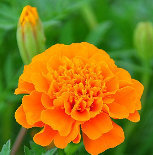 New Fresh 100pcs Orange Carnation Flower Seeds Generic