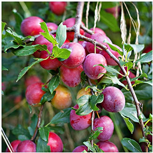 Big Juicy Victoria Plum Tree 4-5ft Tall, Ready to Fruit, Self Fertile & Juicy 3fatpigs®