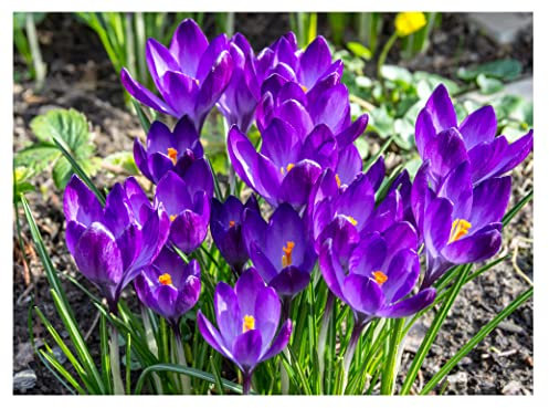 20x Crocus Botanical Ruby Giant Spring Flowering Bulbs Dwarf Purple Variety Ready for Planting Now