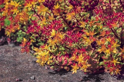 Sedum floriferum 100 Graines Orpin - plante vivace