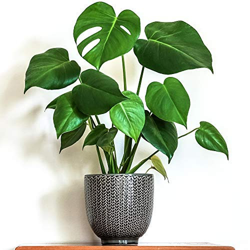 1 x Monstera Deliciosa Superb | 40-50cm en pot Plante d'intérieur vert