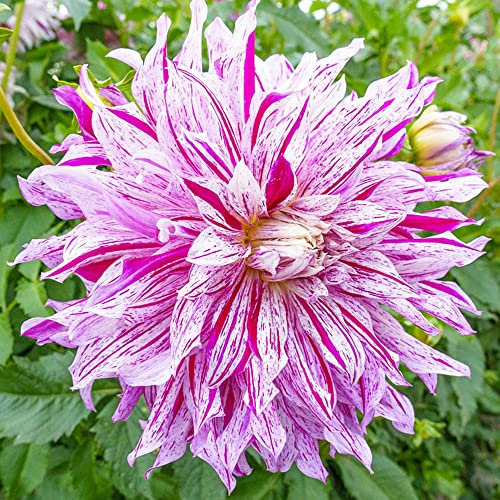 schone 1 x Dahlia Decorative - Beautiful Double Blooms – Summer Flowering Bulb – Perennials – for Your Beautiful Garden (1 x Dahlia Decorative Bristol Stripe)