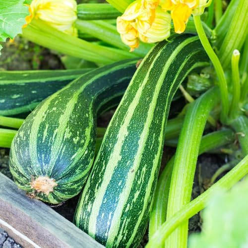 semillas de calabacín orgánicas de invierno de para calabacines trepadores de jardín, interior 30pcs