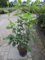 Corylus maxima Cosford - Großfruchtige Haselnuss - 60-80