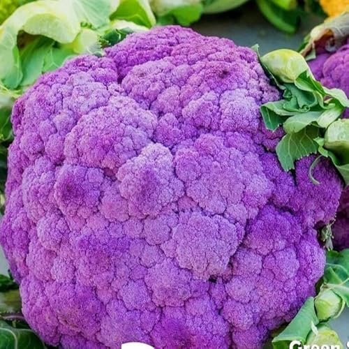 Purple Cauliflower Di Sicilia Violetto 50 Seeds + Plant tag + Freebie - Extremely Cold Hardy