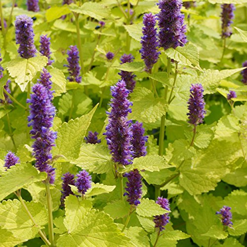 Blumixx Stauden Agastache rugosa 'Golden Jubilee' – Duftnessel, violettblau blühend, winterharte Staude, duftend, für Beet