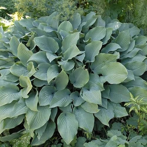6 x Hosta 'Krossa Regal' - Godet 9x9cm - Feuillage bleu-gris, floraison estivale, massifs ombragés