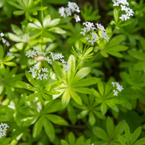 Semillas de aspa - Galium odoratum - balcón exterior resistente jardín interior 400pcs