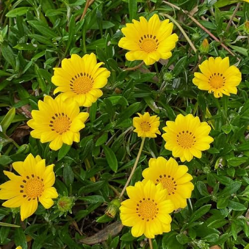 oro del mediodía de primavera, resistentes en macetas Gazania rigens Decoración orgánica balcones de del balcón pradera decorativas perenne 100semillas