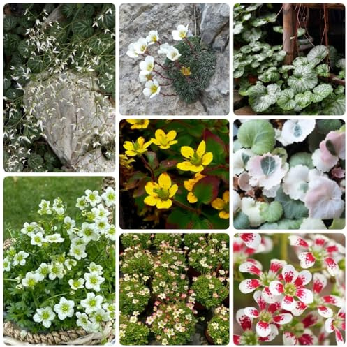semillas de saxífraga - de jardín de Saxifraga stolonifera - resistentes 100pcs