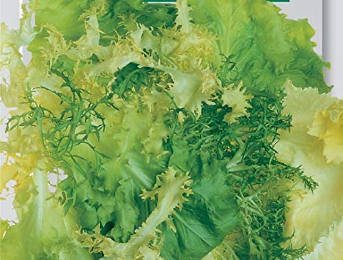 Seeds of Endives And Escaroles Mixed Di Indivie E Scarole