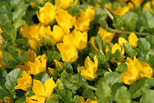 WASSERPFLANZEN WOLFF - 4er-Set im Gratis-Pflanzkorb - Lysimachia nummularia - Pfennigkraut - Pfennig-Gilbweiderich - Münzkraut, gelb - winterhart!