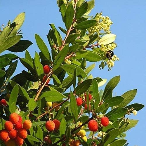 AMDGarden Pianta di Corbezzolo Cespuglio Arbutus Unedo Frutti Rossi Sempreverde Vaso 24 cm Mediterraneo