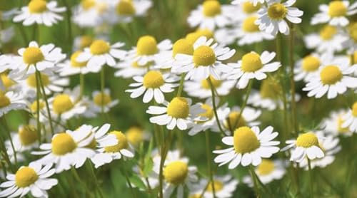 German Chamomile White Herb 1.5GM Approx 6,000 Fresh Seeds for Planting