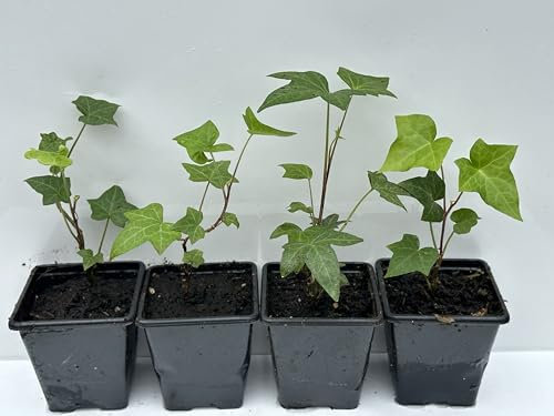 Young Trailing Ivy Hedera Helix Plant in 7cm Pot, Pack of 4 Ivy Plant (Pack of 4 Green Leaves Young Ivy Plant)