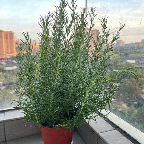 semi di rosmarino biologico - rosmarinus - decorazione da giardino per esterni di appesi, resistenti per il 125pcs