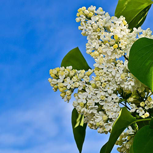 'Primrose' Syringa Vulgaris - Branched Lilac Tree 40-60cm Shrub in a 2L Pot 3fatpigs®