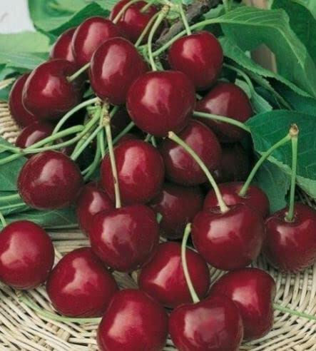 1 x Burlat Cherry Tree 3-4ft 6L Pot Dark Red, Sweet & Juicy Cherries,Ready to Fruit