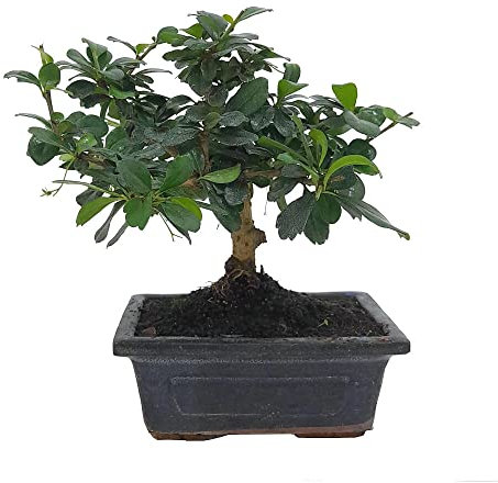 BONSAI NATURAL DE INTERIOR CARMONA 5 AÑOS