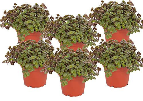 Calllisa ('Schönpolster') Futterpflanze für Nager, Vögel, Schildkröten und Reptilien (6 Pflanzen)