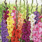 Bloomique - Mix di 25 - Miscela di gladioli - Mix di colori - Bulbi da fiore - Perenne - Fioritura estiva - Cresce fino a 100-140 cm