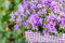 Campanula poscharskyana ca. 9x9 cm Topf - Polsterglockenblume, violett-blaue Blüten, Blütezeit Mai-September, ideal für Steingärten, pflegeleicht, winterhart