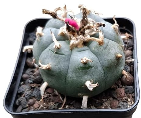 Lophophora williamsii, Kaktus, 5-5,5cm