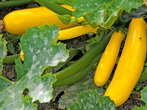 Heirloom Heritage COURGETTE Early Yellow Golden Zucchini Squash 10 Organic Seeds