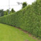 Gardline - Kirschlorbeer Lorbeerkirsche Caucasica 180-200 cm. 3-150 St. Kirschlorbeer Hecke - 3 St. (ca. 1,5 Meter)