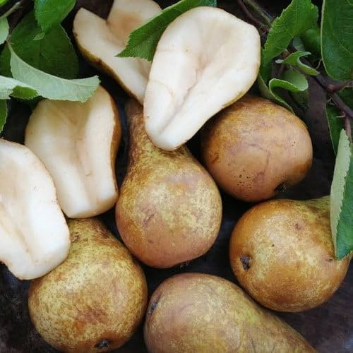 Plant World Seeds - Pear Fruit ('Conference') Seeds (Tropical Fruit Seeds)