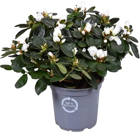 Azalea Natural – Planta Viva de Interior o Terraza Fácil de Cuidar