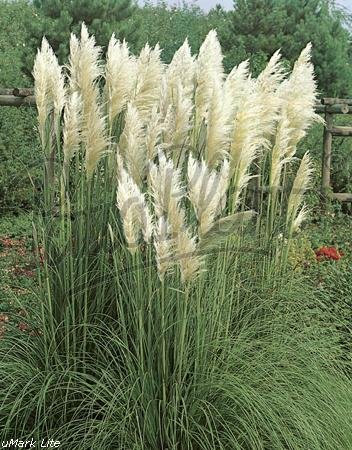 Beetpflanzen (Cortaderia selloana (Pampasgras) weiß