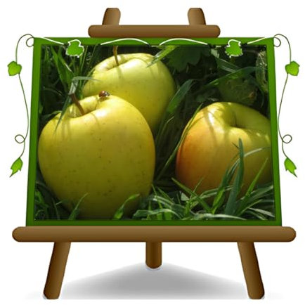 pommier Ozark Gold Plante fruitière vieux sur un pot de 26 - max 200 cm - 4 ans