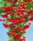 Pyracantha 'Red Column' 125-150 cm - Feuerdorn, rote Beeren, immergrün, ideal als Hecke, vogelfreundlich, pflegeleicht und winterhart