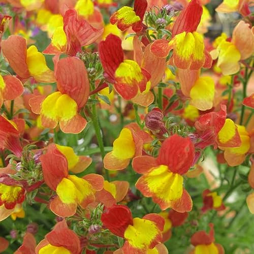 150 pcs Leinkraut Pflanze Samen - Stauden Winterhart Mehrjährig Gartenpflanzen Linaria vulgaris - Mehrjährige KäLtebestäNdige Zwiebel Praktische Geschenke Frühlingsblumen Blumen Geschenk