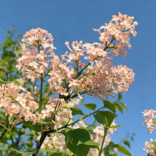 lillà - giardino con a crescita arredamento del balcone del soggi 200semi