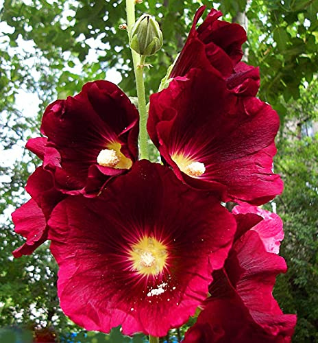 50 Burgundy Red Hollyhock Seeds Perennial Flower Garden Seed Flowers Seed Flower