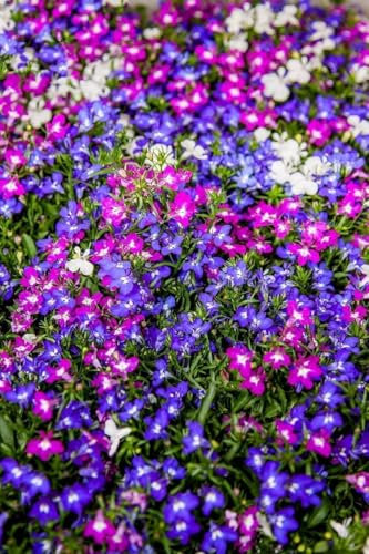 Lobelia en melange (faible -pas pendula) Lobélie 2000 Graines, couvre sol, rocaille